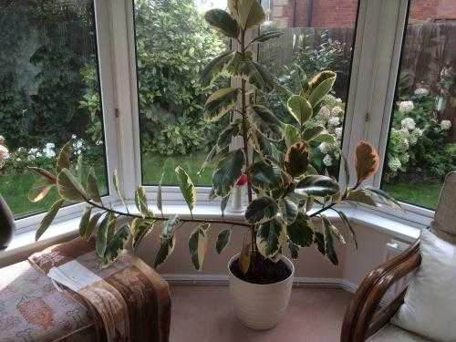 6ft rubber plant in cream ceramic pot