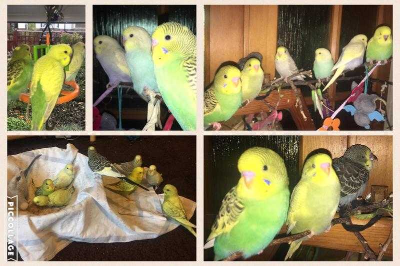 7 beautiful baby budgies