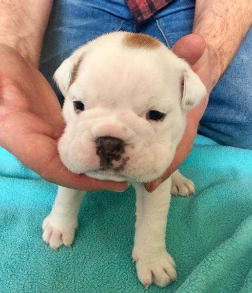 7 British bulldog puppies 4x female 3 x male