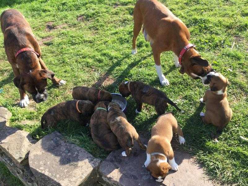7 chunky boxer pups