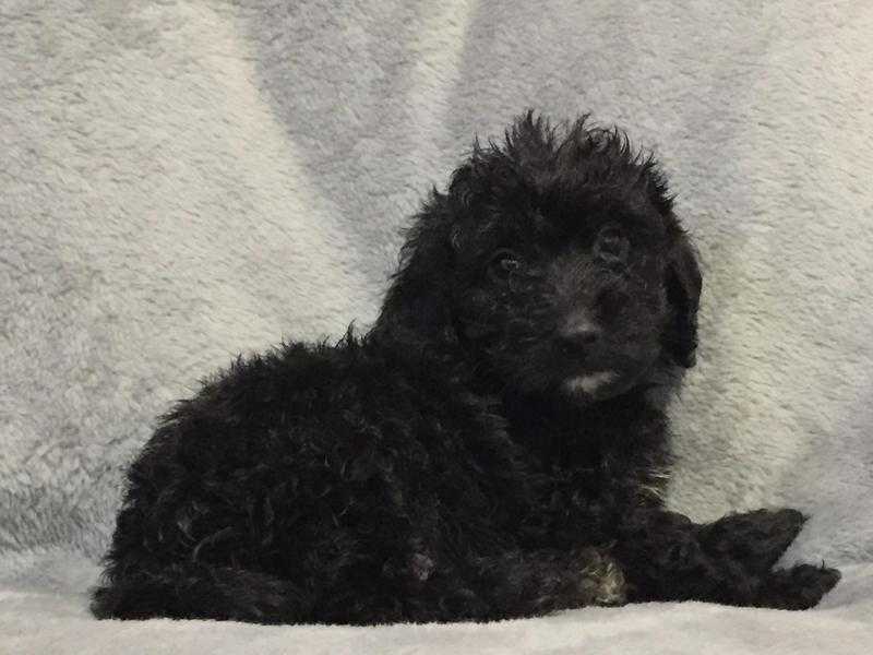 7 cockapoo puppies for sale