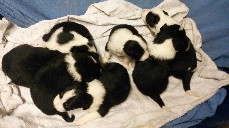 7 Gorgeous Border Colie Puppies