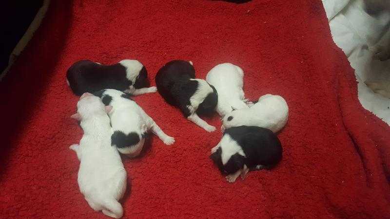 7 Gorgeous Border Collie Puppies