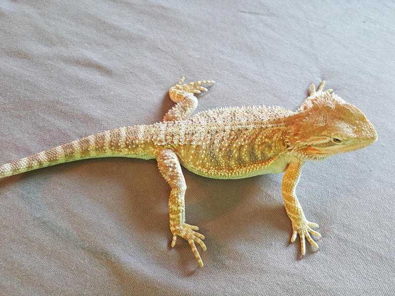 7 month old bearded dragons