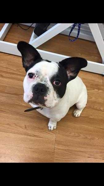 7 months old male french bulldog