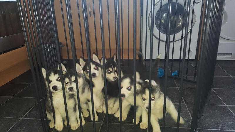 7 Siberian Huskies For Sale