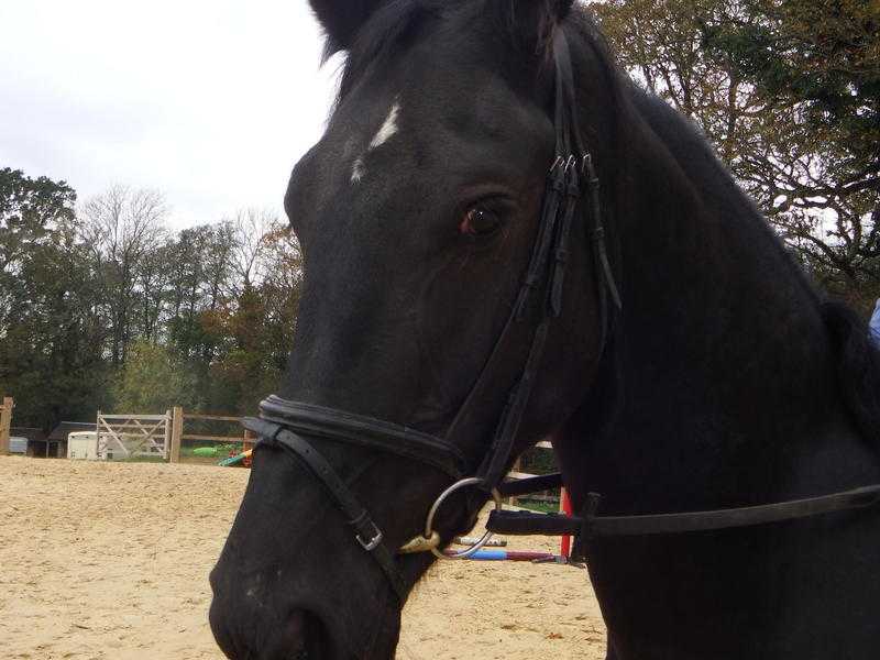 7 year old friesian mare