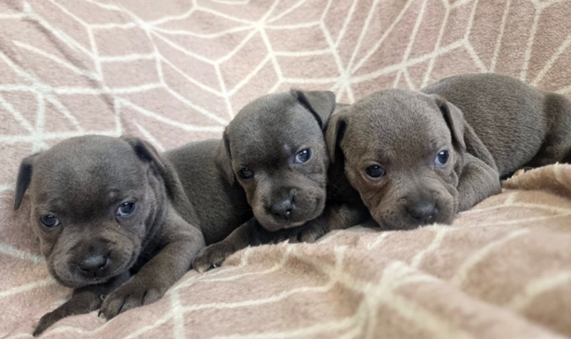 Stunning chunky blue Staffordshire bull terrier puppies- champion blood line 
