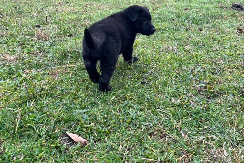 German shepherd puppies