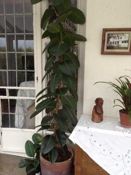 7ft rubber plant