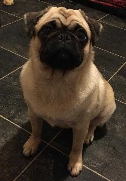 7mth old femal pug female