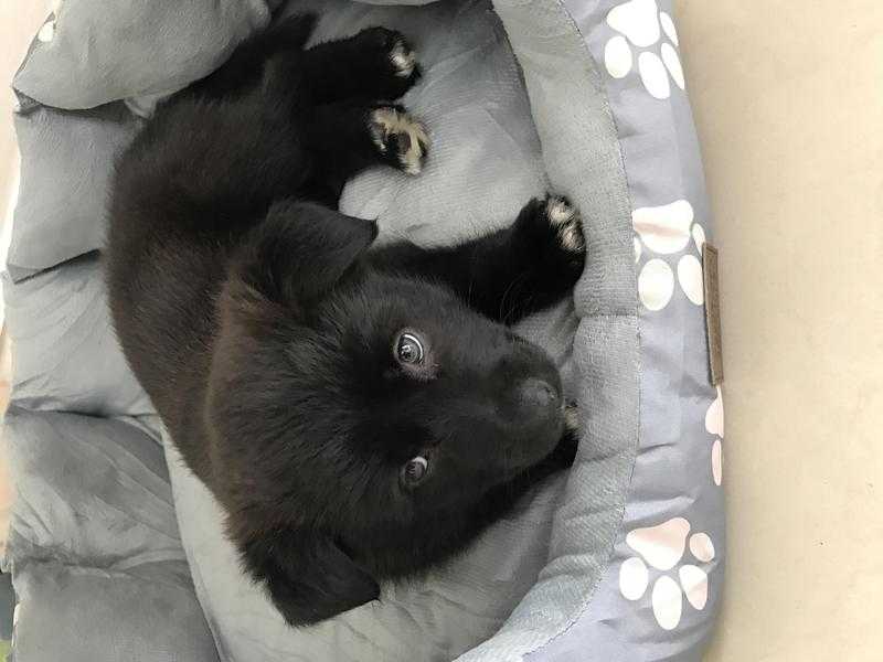 8 12 week old rare black Pomsky