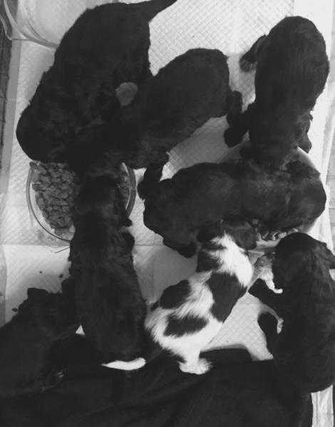 8 cocker spaniel puppies