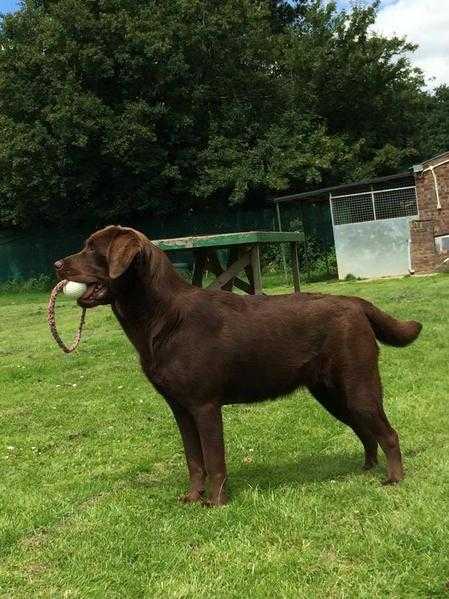 8 months Labrador Female for sale