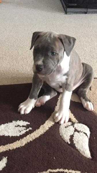 8 week blue staffordshire bull terrier