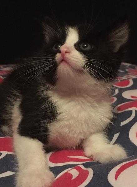 8 week old kitten looking for his forever family in time for Christmas