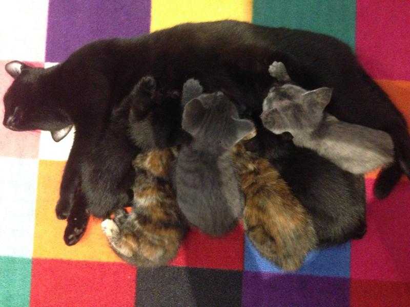 8 week old kittens available Mon 9 Nov