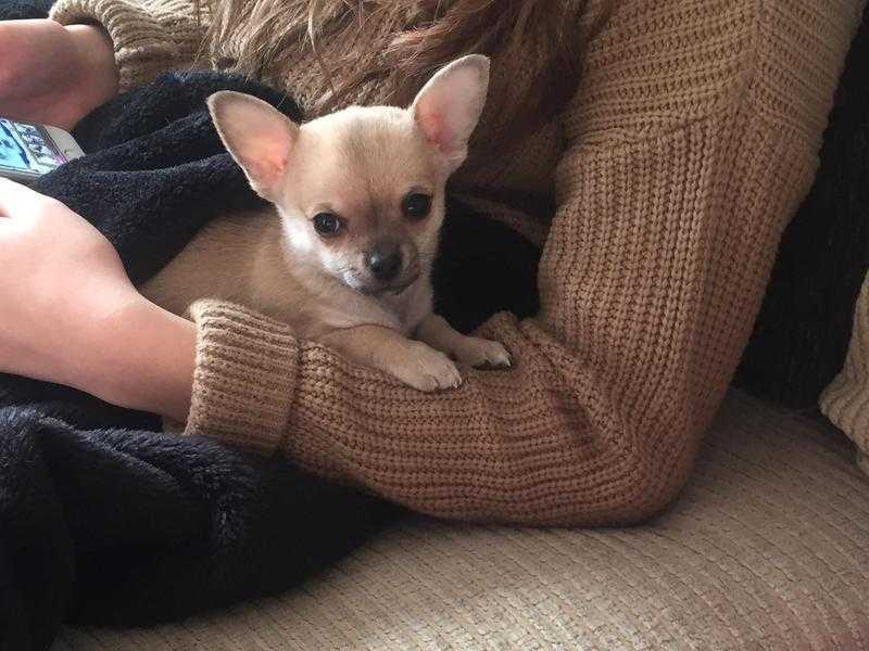 8 week old male chihuahua puppie