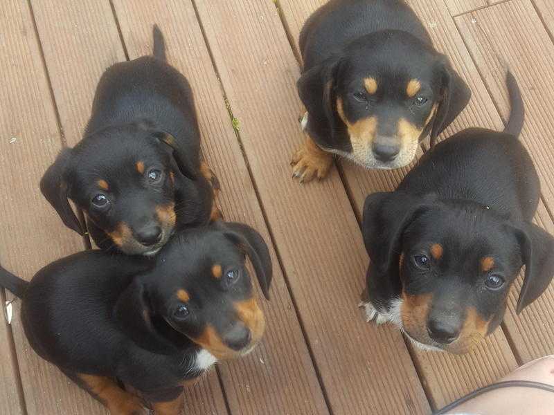 8 weeks cute dachshund puppies