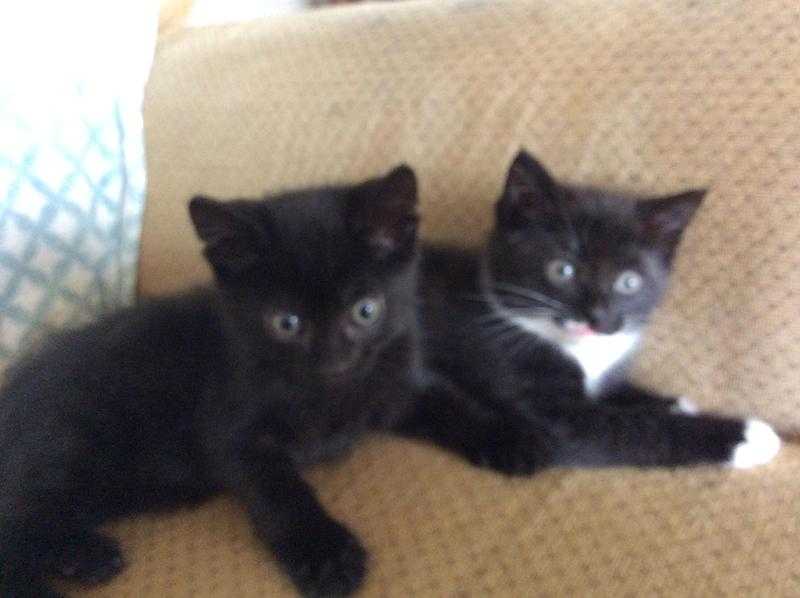 8 weeks old kittens, male amp female