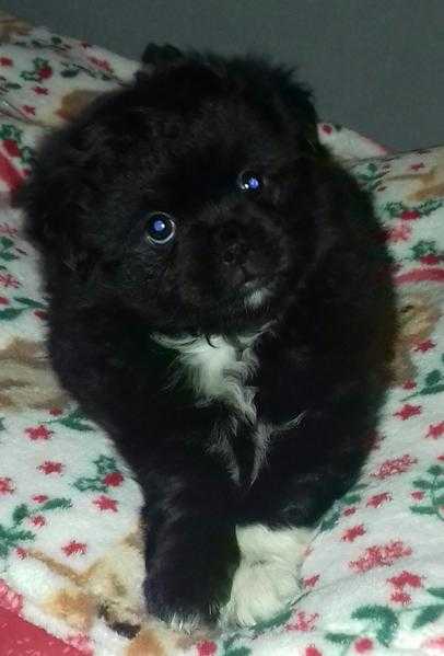 8 wk old puppy needs new home due to my son having a allergic reaction to him. please read  leigh
