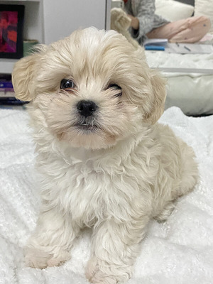 Beautiful Maltese Puppies