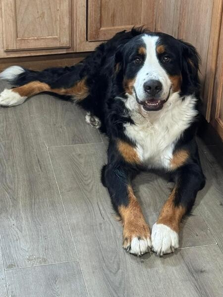 Adorable Bernese Mauntain dog puppies