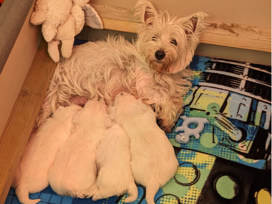 West Highland Terrier puppies. Ready to leave