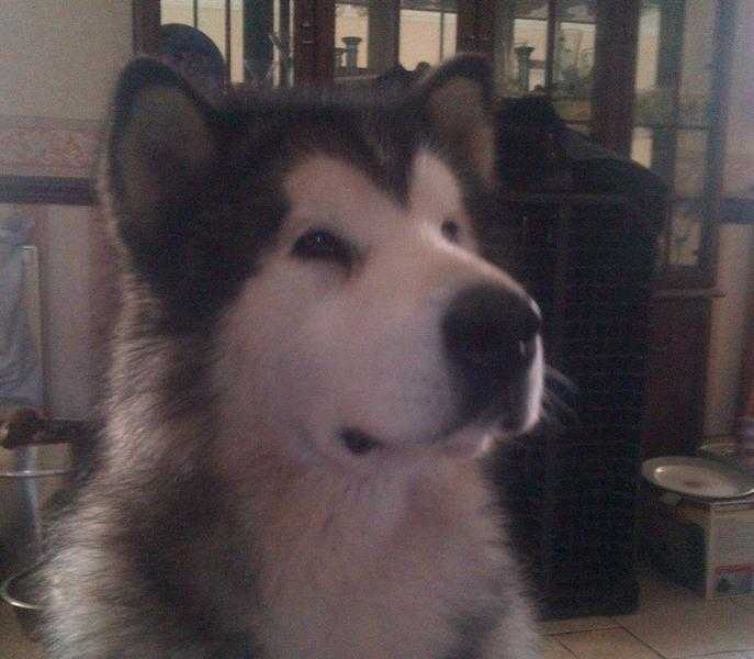 8yr male alaskan malamute to be rehomed