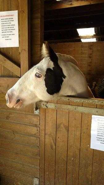 8yr old gypsy cob gelding