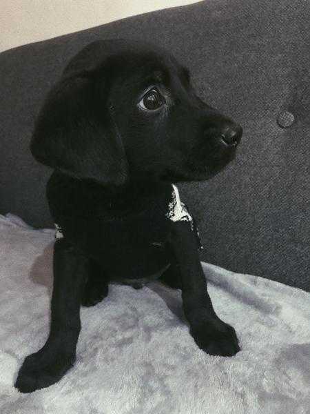 9 week old black male Labrador puppy ( cage included )