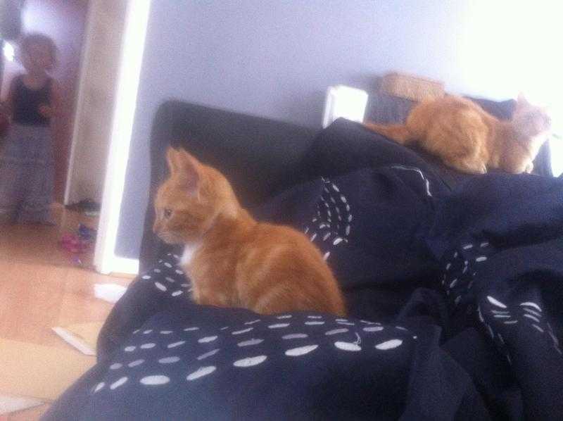 9 week old Ginger Kittens for Sale