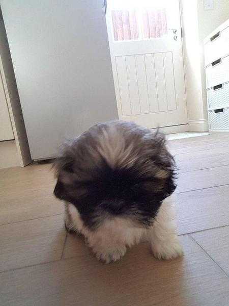 9 week old shih tzu boy