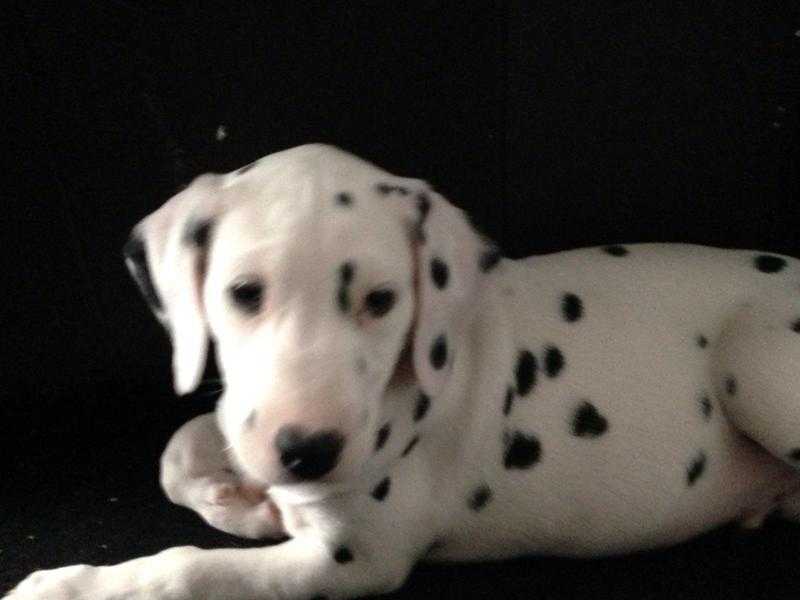 9 weeks old male dalmatian puppy