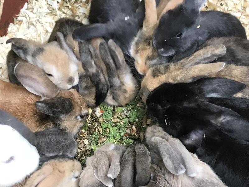9 weeks old rabbits