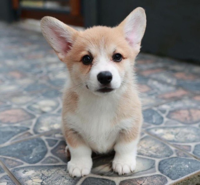 Pembroke welsh corgi puppies 