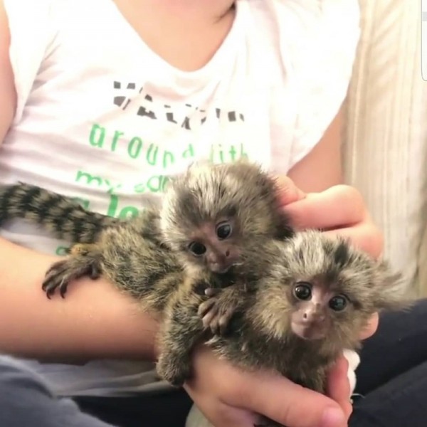Pygmy Marmoset Monkey Available