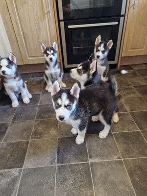 Husky puppies for sale Ready now
