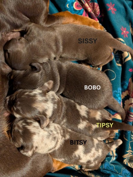 miniature dachshund puppies available