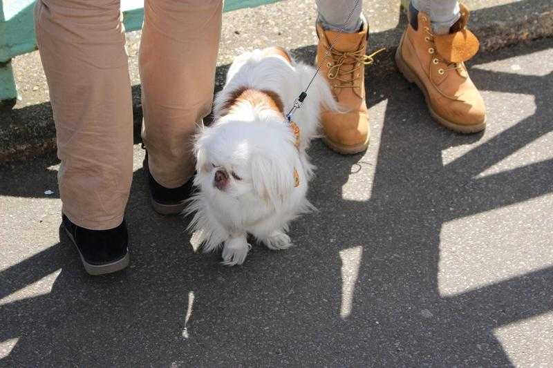 A CARING DOG WALKER