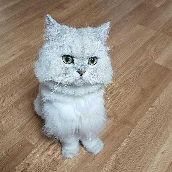 A female type white Persian kitten