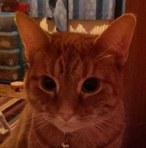 A ginger cat