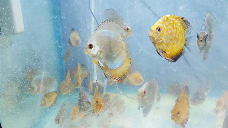 A  Grade show Discus fish