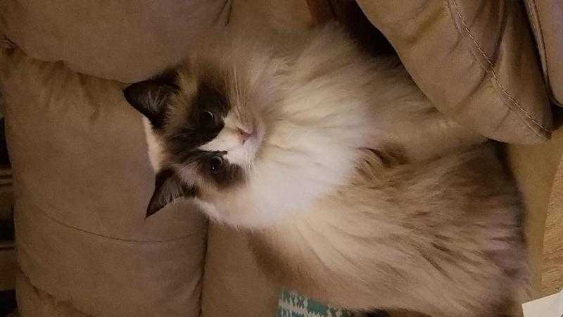 A handsome Ragdoll male