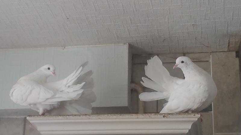 A pair of gorgeous fantail pigeons for sale