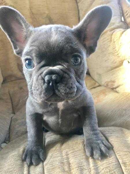 Absolutel top quality KC blue fawn carrying chocolate French Bulldog pups