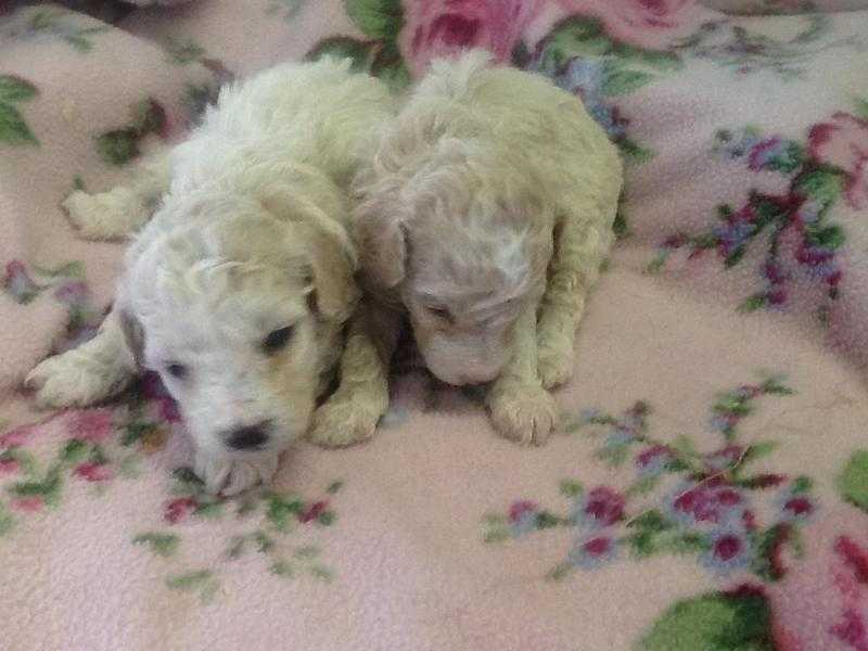 ABSOLUTELY DELIGHTFUL BOY POOCHON  PUPPIES, READY MID JUNE