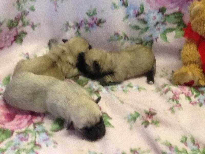 ABSOLUTELY DELIGHTFUL CAIRN TERRIER X BICHON FRISE PUPPIES