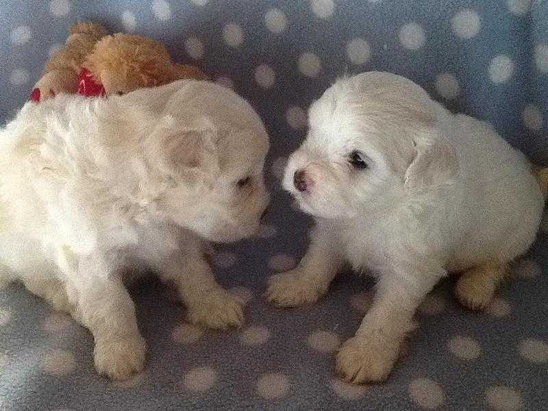 ABSOLUTELY DELIGHTFUL MALTESE X SHICHON PUPPIES, READY MID JULY
