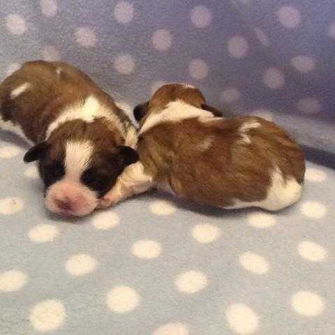 ABSOLUTELY DELIGHTFUL SHIH-CHON PUPPIES, ready end november